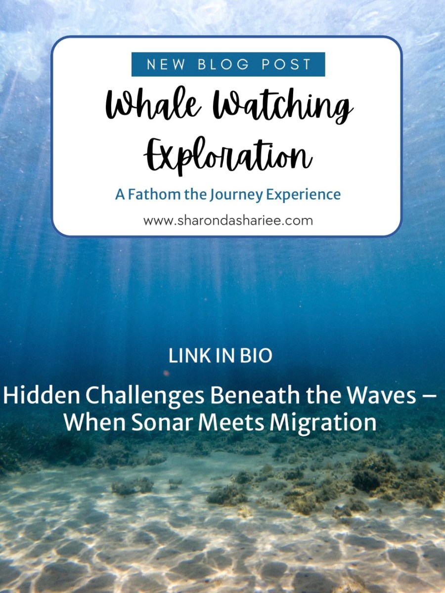 Whale Watching Exploration: Hidden Challenges Beneath the Waves – When Sonar Meets&nbsp;Migration