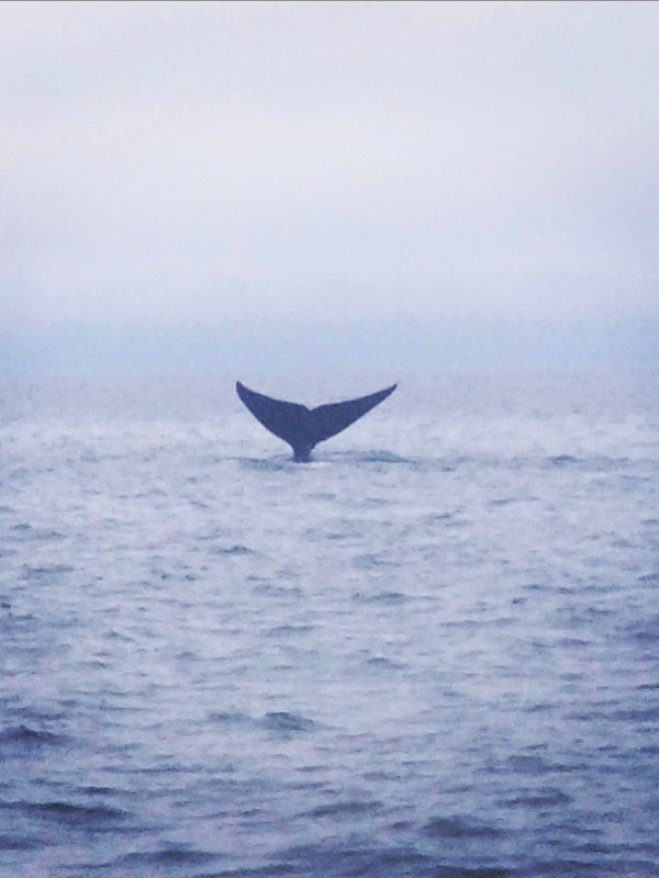 Whale Watching Exploration: Hidden Challenges Beneath the Waves – When Sonar Meets&nbsp;Migration