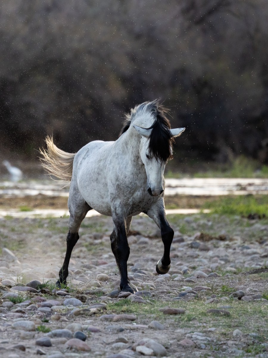 Salt River Wild Horses: How to See Them Before They’re&nbsp;Gone